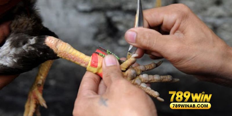 Chơi đá gà cựa dao thu hút hàng nghìn lượt tham gia