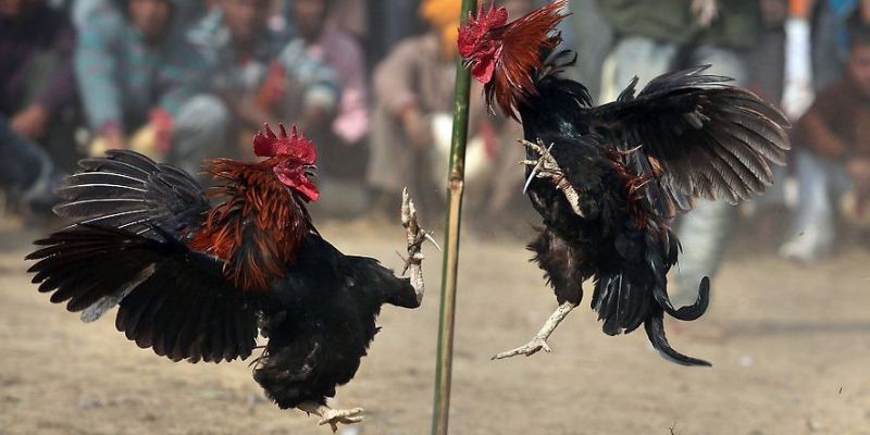 Tìm hiểu cơ bản về hình thức cá cược đá gà là như thế nào